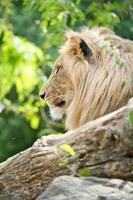 Lion with beautiful mane lying on a rock. Relaxed predator. Animal photo big cat.