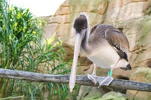 pelican sitting on a wooden beam photo