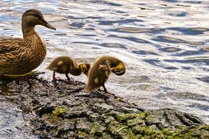 Ducks chicks on a log in the river. Small water birds with fluffy feathers. Animal photo