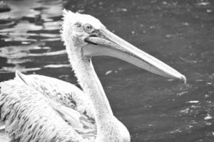 Pelican black and white, swimming in the water. White gray plumage, large beak, photo