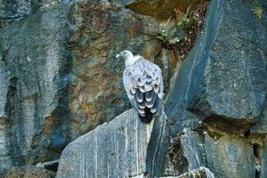 Portrait of a gray vulture. Large bird, gray, white feathers. Scavenger from Africa photo