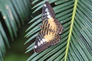 exotic butterfly on a leaf. delicate and colorful butterfly. photo