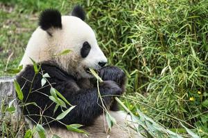 gran panda sentado comiendo bambú. especie en peligro. mamífero blanco y negro foto