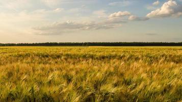 Grain field in the sunshine under blue sky. photo