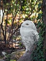 Snowy owl at Berlin Zoo with beautiful white plumage photo