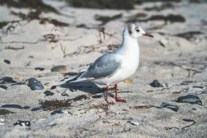 gaviota en la playa de arena de zingst. foto