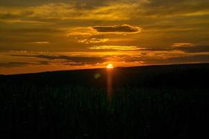 Corn field at sunset. Landscape shot from Saarland. strong yellow, green and orange colors. photo