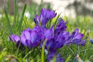 Crocus flowers on a meadow, delicate and with slightly blurred background. photo