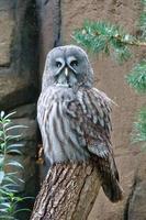 un búho gorrión en el tronco de un árbol. la mirada se dirige al espectador. hermoso plumaje foto