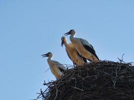 three white storks in the nest on a chimney in Brandenburg. photo