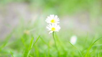 Daisy with lots of bokeh on a meadow. bright out of focus on the flower. photo