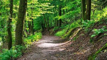 ruta de senderismo en un bosque caducifolio en sarre bajo el sol. foto del paisaje