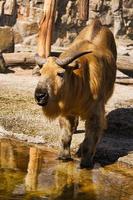 un yak bos mutus del zoológico. estos imponentes animales suelen estar muy relajados. foto