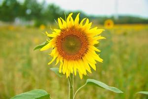 girasol mostrado individualmente en un campo de girasol. flor amarilla redonda. girasol foto