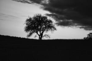 Sunset in the Saarland with a tree against which a ladder is leaning in black and white shot photo