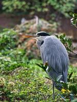 Grey heron sits on land and rests in the sun. An elegant hunter photo