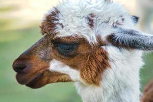 alpaca recorded in portrait. Interesting and cute mammals photo