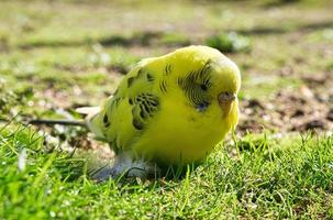 yellow budgerigar on the ground looking for food. photo