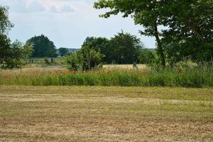 Poppies at the edge of a harvested cornfield. Red flowers, trees and grass. photo