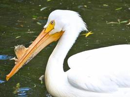 Pelican swimming in water. White plumage, large beak, in a large marine bird photo