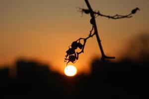 puesta de sol en las afueras de berlín. plantas como silueta en primer plano. foto