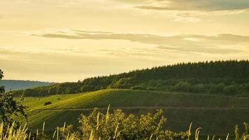 Vineyards in rich colors. The vines with the grapes are ripe. These are taken for consumption or you make wine from them to enjoy. photo