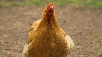 Hen on a farm looking for food photo