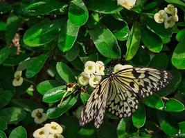 mariposa colorida en una hoja, flor. elegante y delicado foto