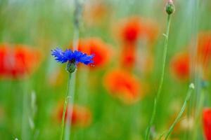 flor de aciano sola en un campo de amapolas. azul brillan los pétalos. tiro de detalle foto