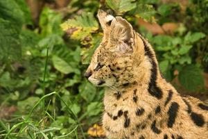 a serval is a predatory cat and very elegant. photo