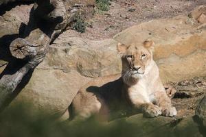 Young lioness lying on a stone with view to the viewer. Animal photo of predator