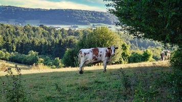A sunny day in Saarland with a view over meadows into the valley. Some sunny clouds in the sky and cows grazing. photo