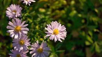 Daisy field with much bokeh on a meadow. Many flowers in ground view . photo