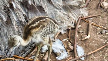 nandu chick at the nest. Baby bird exploring the surroundings. Animal photo. photo