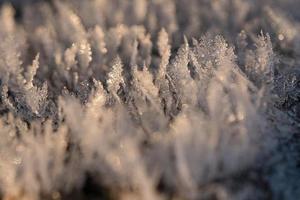 Ice crystals that have formed on a tree trunk and have grown in height. photo