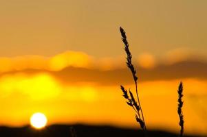 Setting sun on the outskirts of Berlin. Plants as silhouette in the foreground. photo