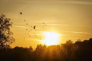 Setting sun on the outskirts of Berlin. Birds on the horizon, the sky seems to burn photo