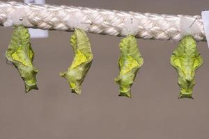 Cocoons suspended from a rope. They are kept here until they hatch photo