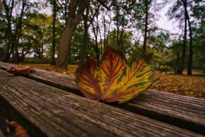 Colored leaf in autumn on a bench. Autumn leaves in the park. Trees in the background photo