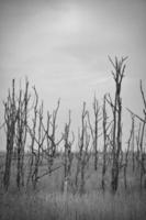 árboles muertos en blanco y negro en el mar Báltico. bosque muerto vegetación dañada. foto