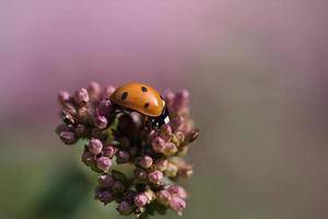 A ladybug on a flower released on a warm summer day. Macro shot photo