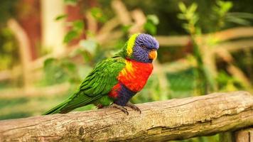 lorikeet también llamado lori para abreviar, son aves parecidas a loros en plumaje colorido foto