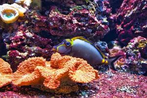 Corals and fish in saltwater aquarium. Observation of the underwater world. photo