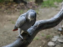 loro gris con contacto visual con el espectador. foto