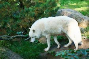 Polar wolf standing on a meadow with white fur. Shy predator among mammals. Animal photo