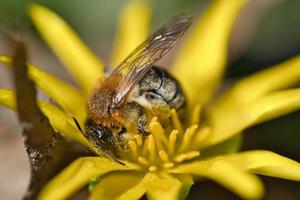 abeja melífera recogiendo néctar de una flor amarilla. insectos ocupados de la naturaleza. miel foto