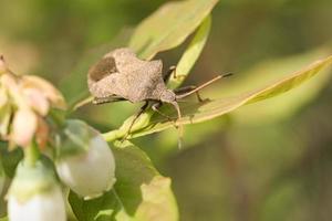 Bugs on a leaf in the garden. Macro shot of the insect photo