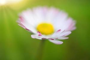 margarita con mucho bokeh en un prado. brillante fuera de foco en la flor. foto