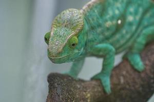 Chameleon on a branch with eye contact with the viewer. green, yellow red scales photo