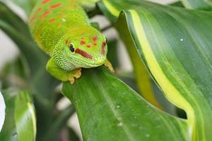 the emerald green gecko is and beautiful tepid predator. It hunts insects photo